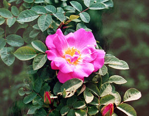 Rosenblüte