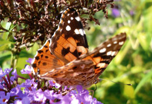 Schmetterling